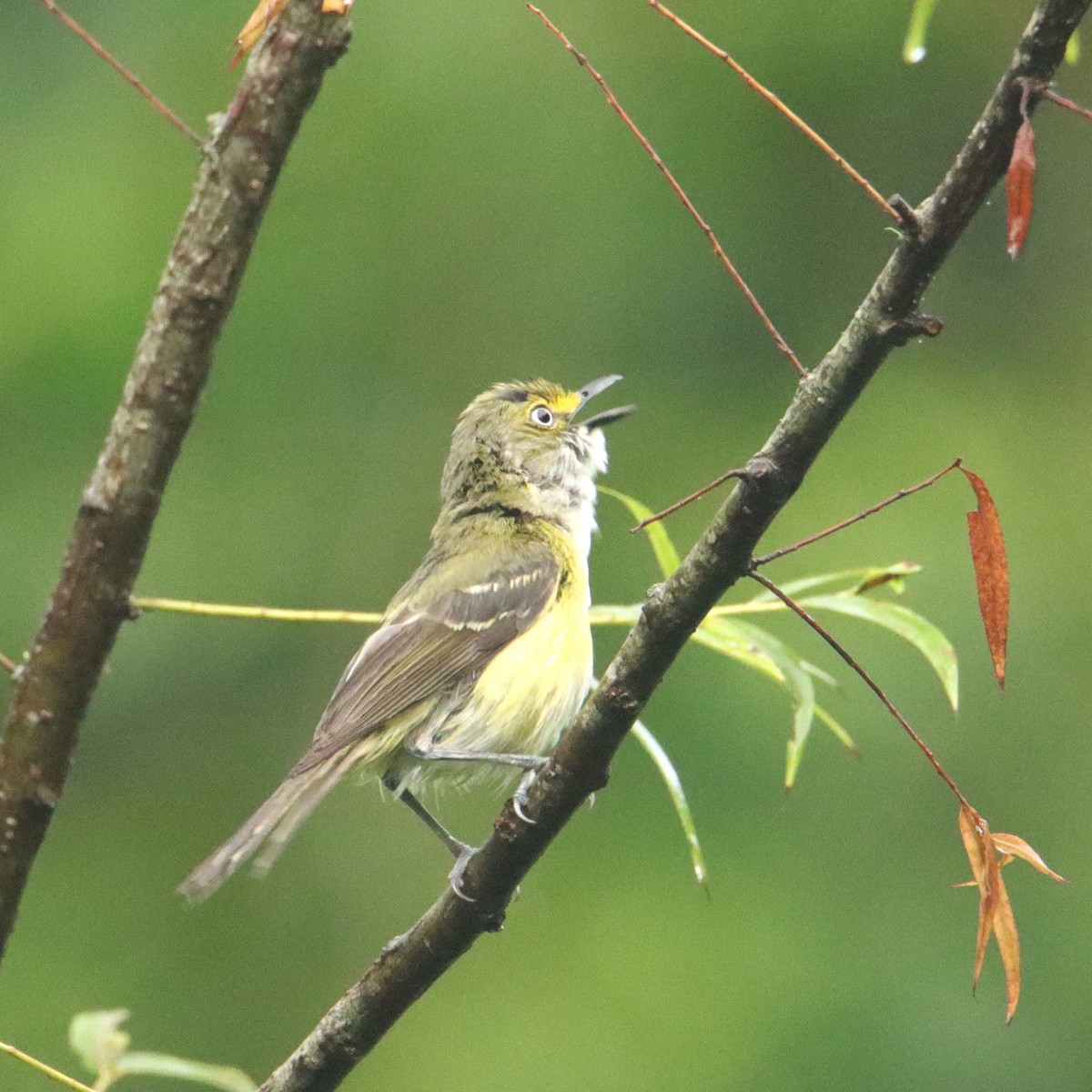 White-eyed Vireo - ML621041499