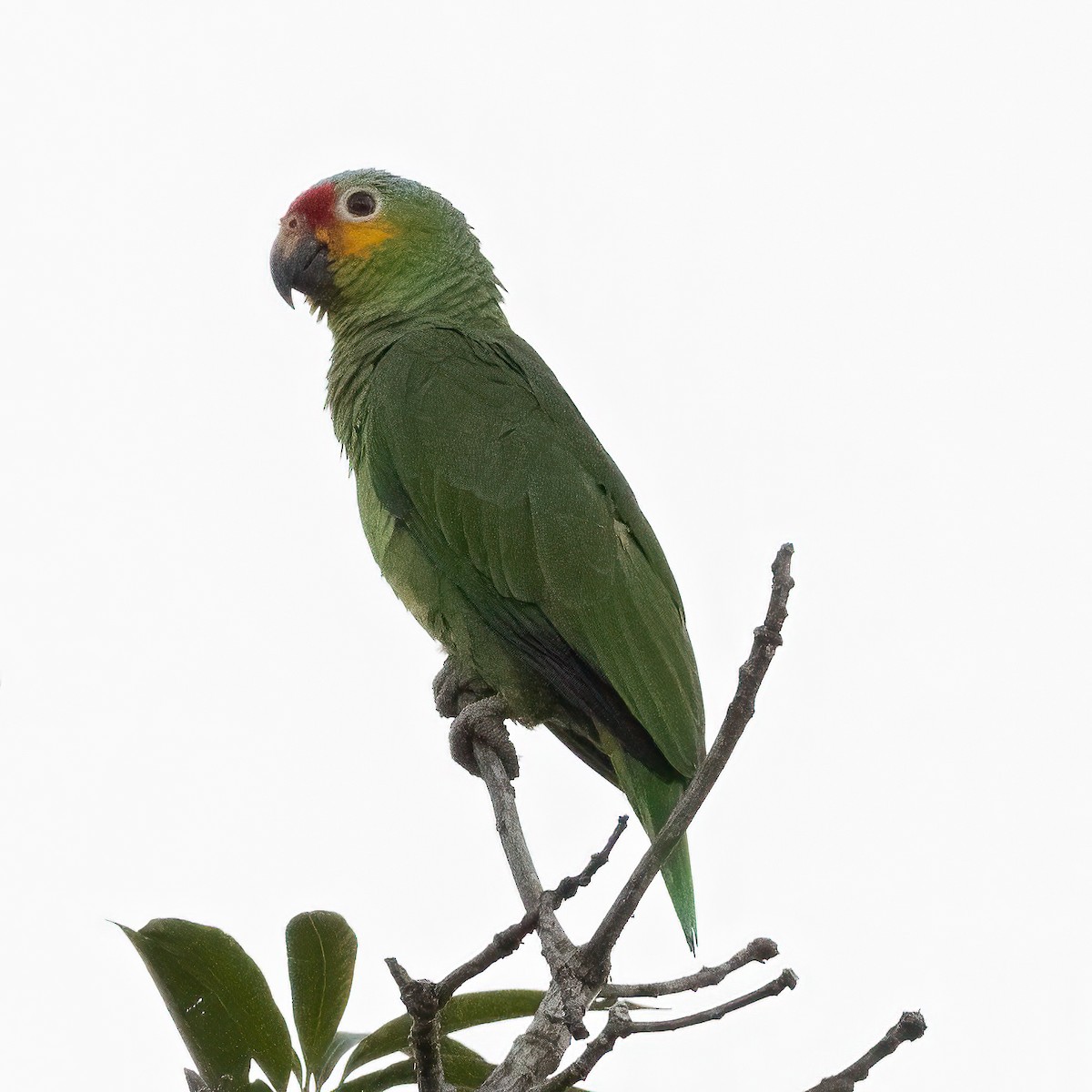 Red-lored Parrot - Peter North