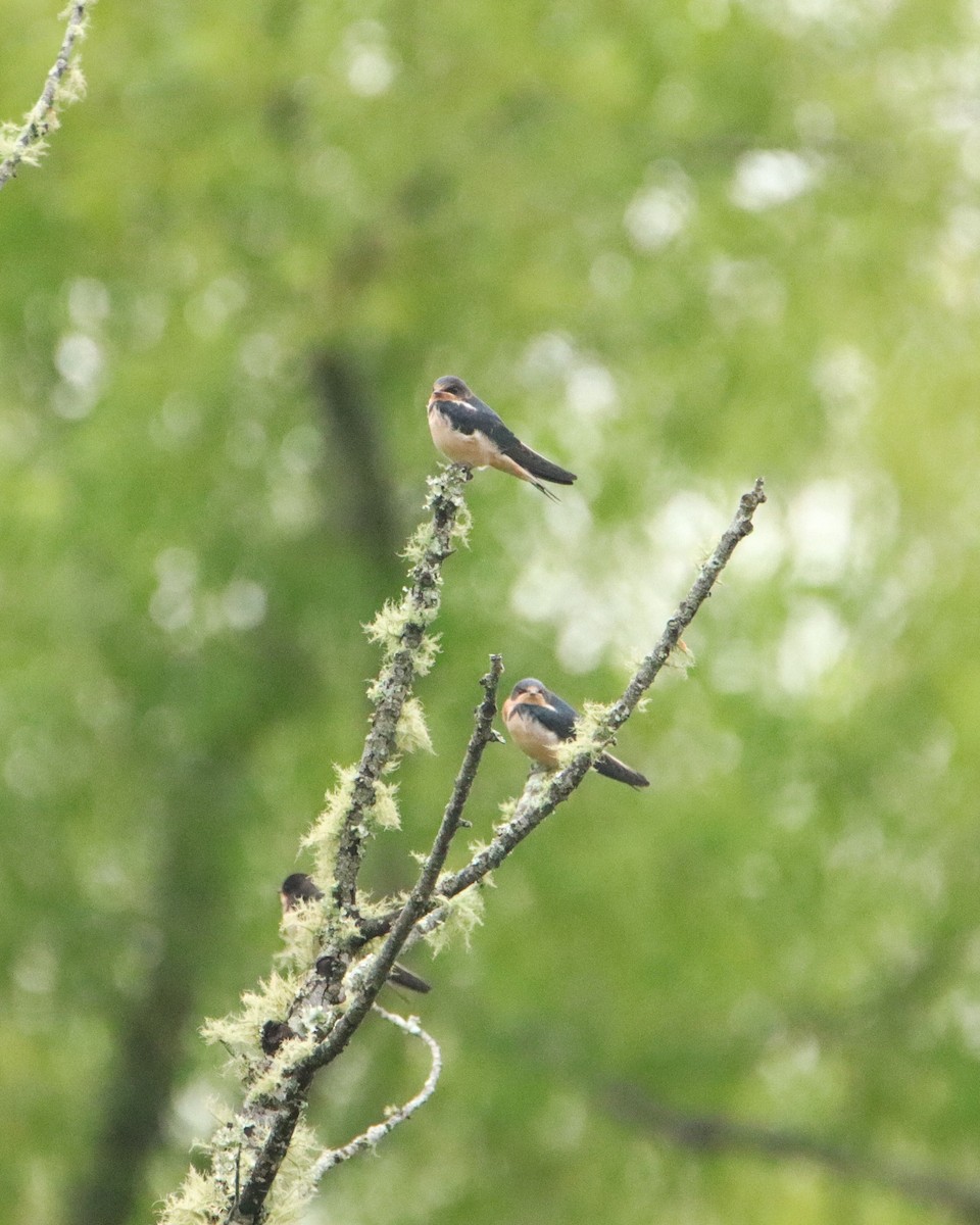 Barn Swallow - ML621041512