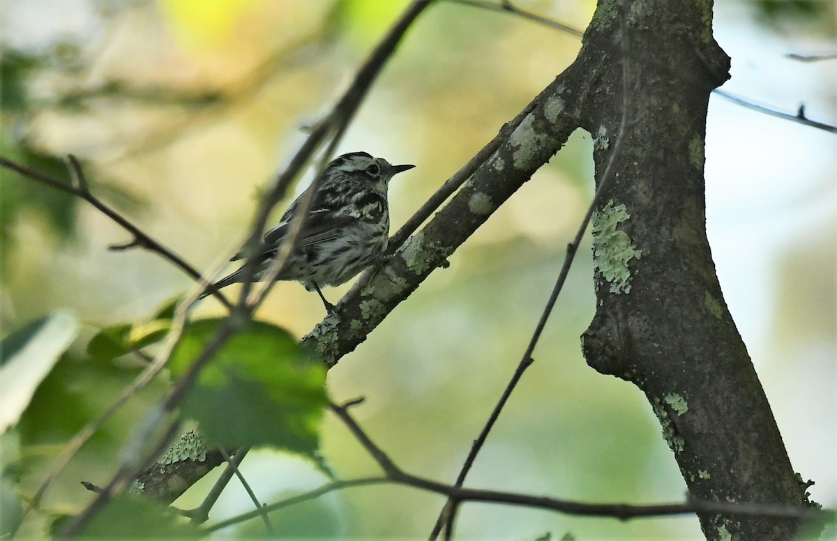 Black-and-white Warbler - ML621041521