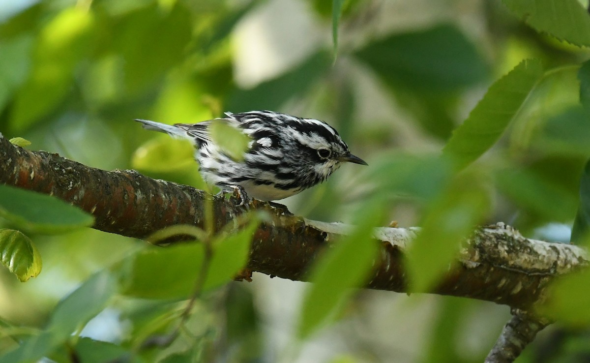 Black-and-white Warbler - ML621041522