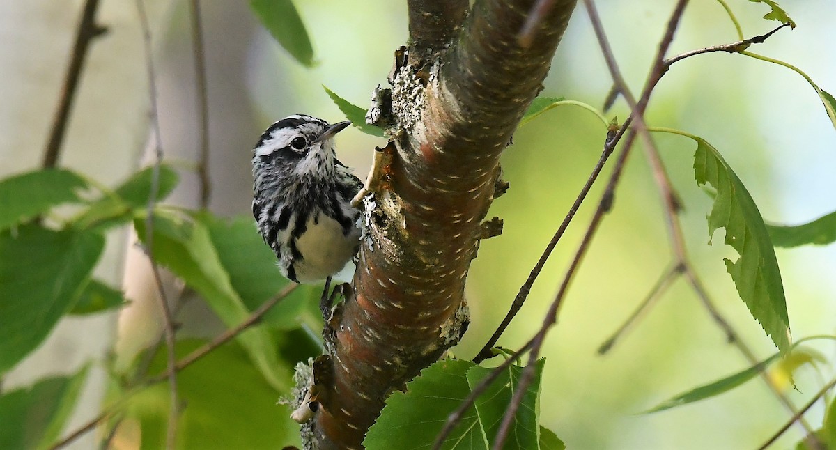Black-and-white Warbler - ML621041523