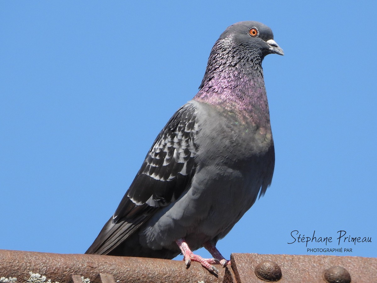 Pigeon biset (forme domestique) - ML621041525