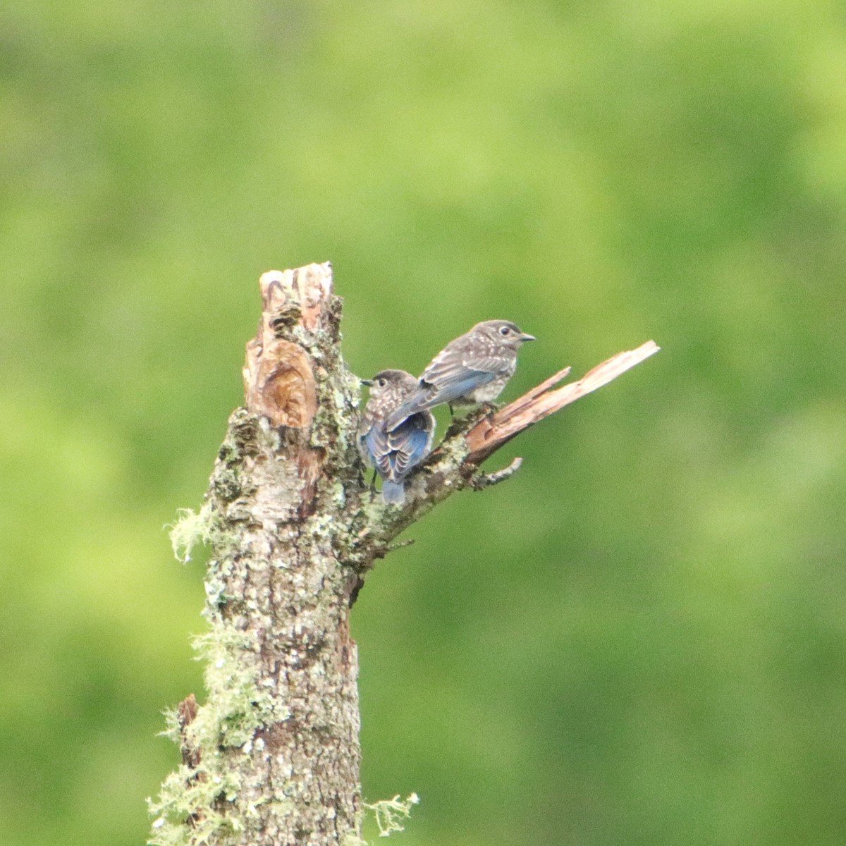 Eastern Bluebird - ML621041540