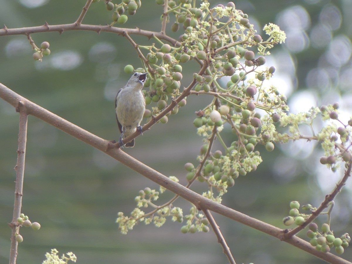 Nilgiri Flowerpecker - ML621041542