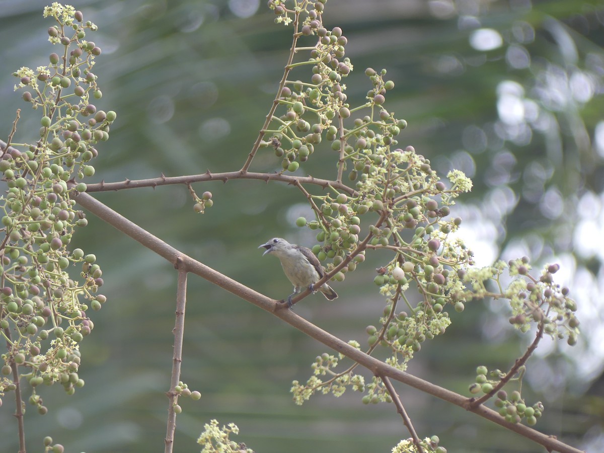 Nilgiri Flowerpecker - ML621041543