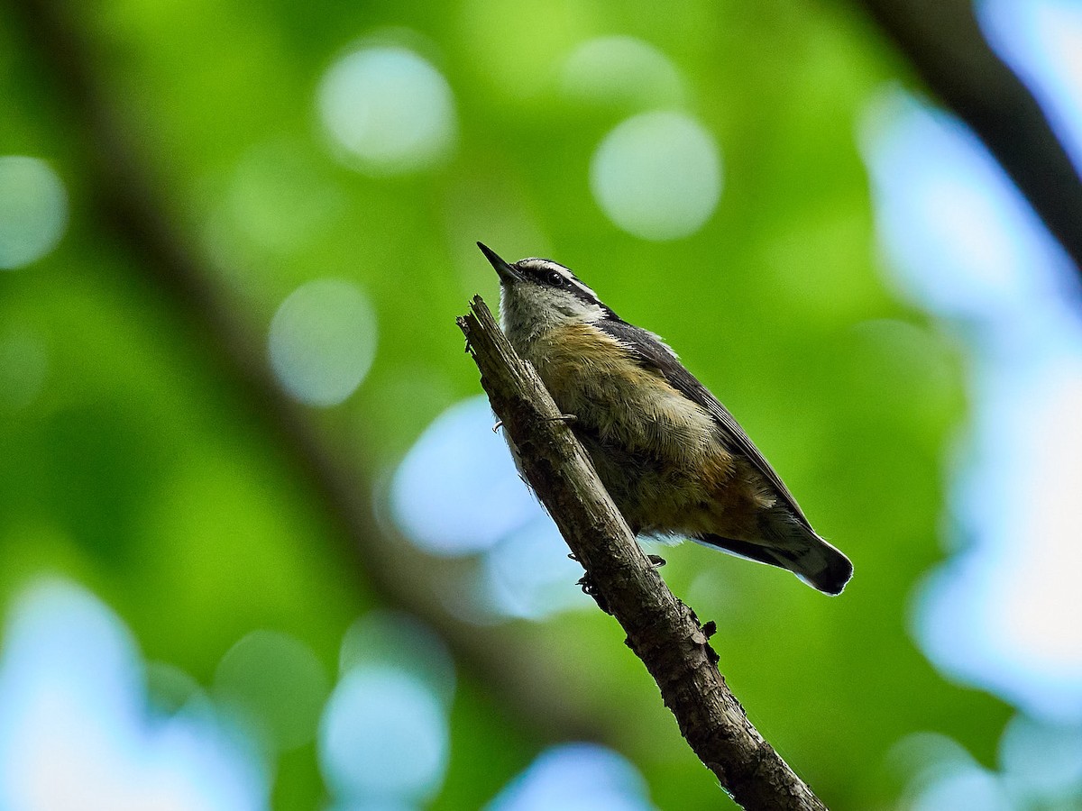 Red-breasted Nuthatch - ML621041556