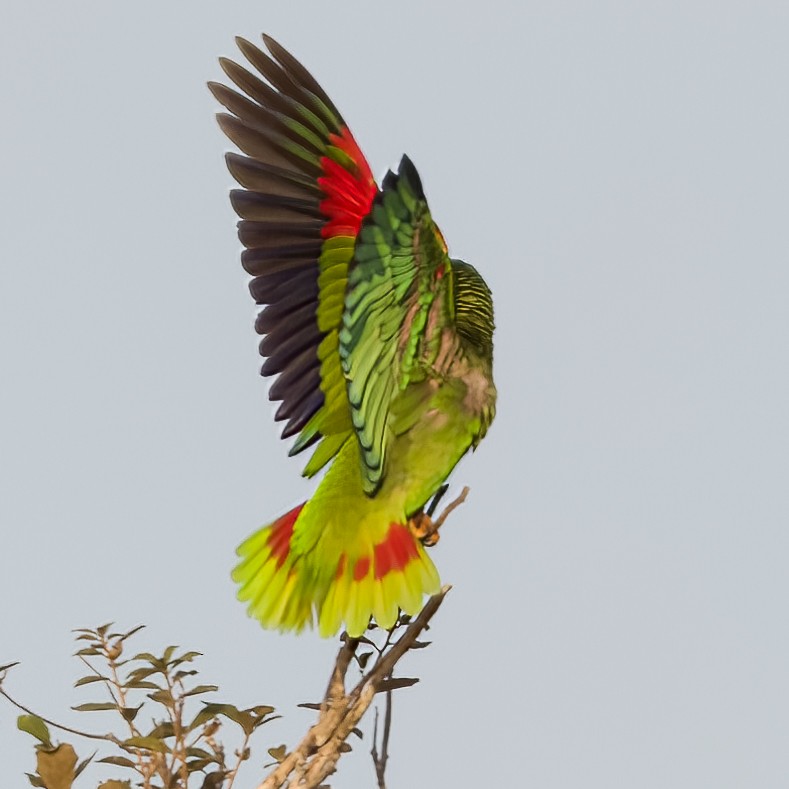 White-fronted Parrot - ML621041577
