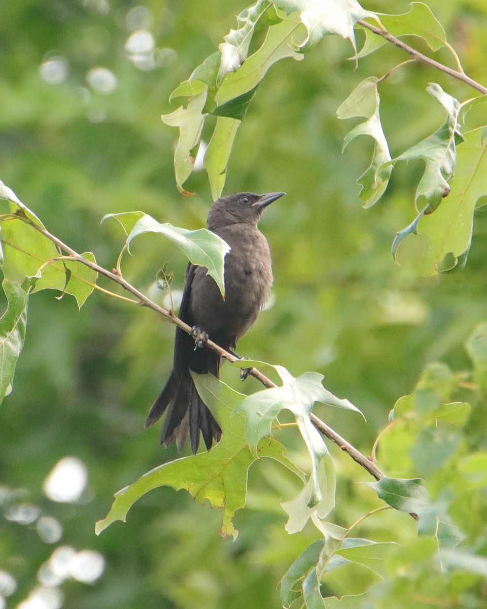 Common Grackle - ML621041603