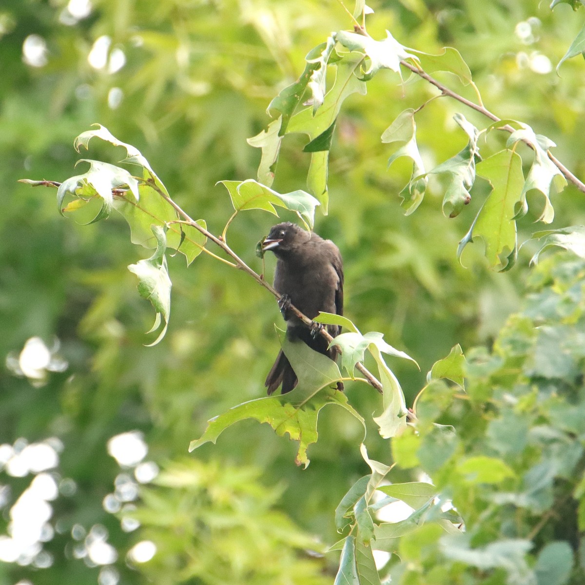 Common Grackle - ML621041604