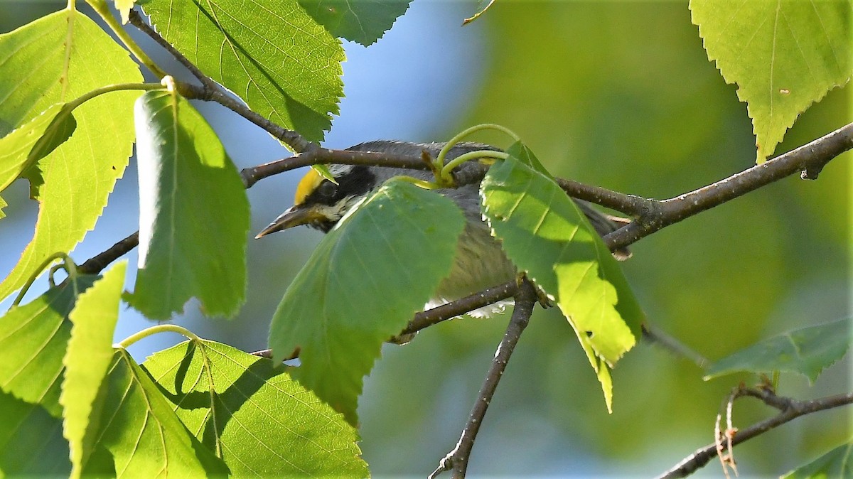 Golden-winged Warbler - ML621041612