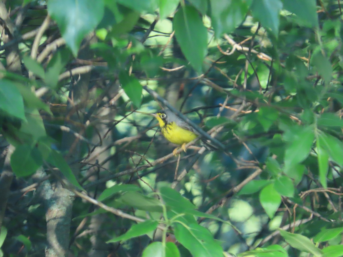 Yellow-rumped Warbler - ML621041615