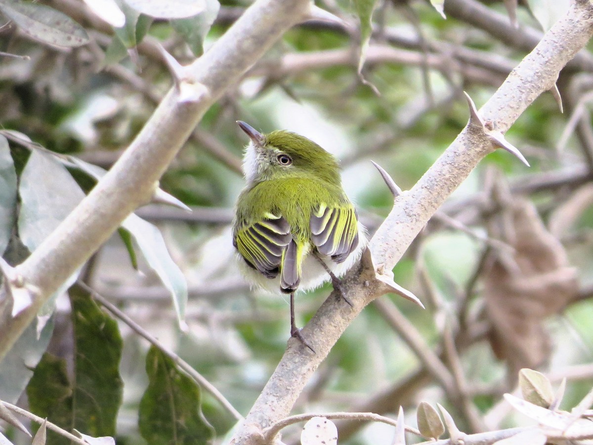 Hangnest Tody-Tyrant - ML621041628