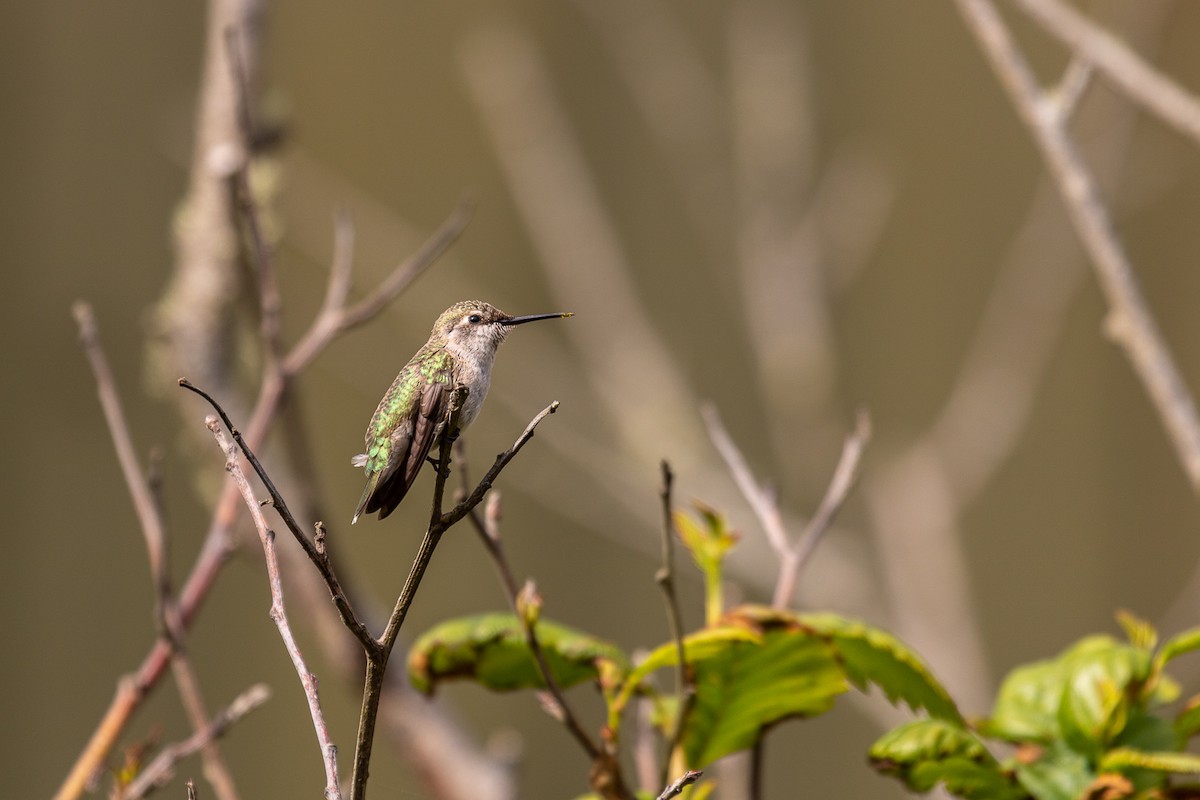 Anna's Hummingbird - ML621041630