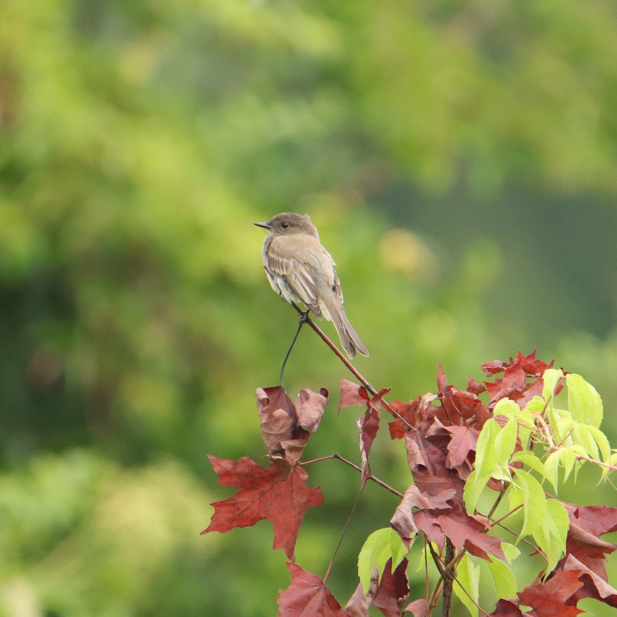 Eastern Phoebe - ML621041664