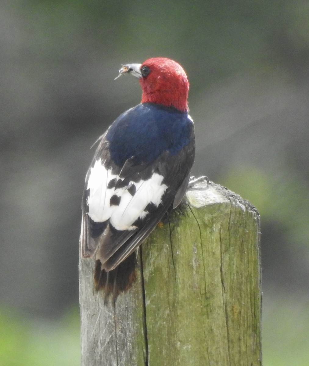 Red-headed Woodpecker - ML621041666