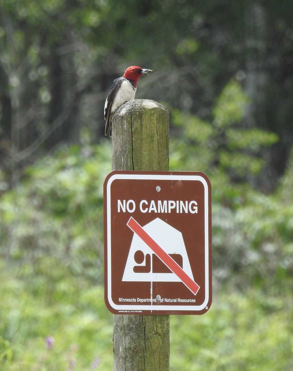Red-headed Woodpecker - ML621041667