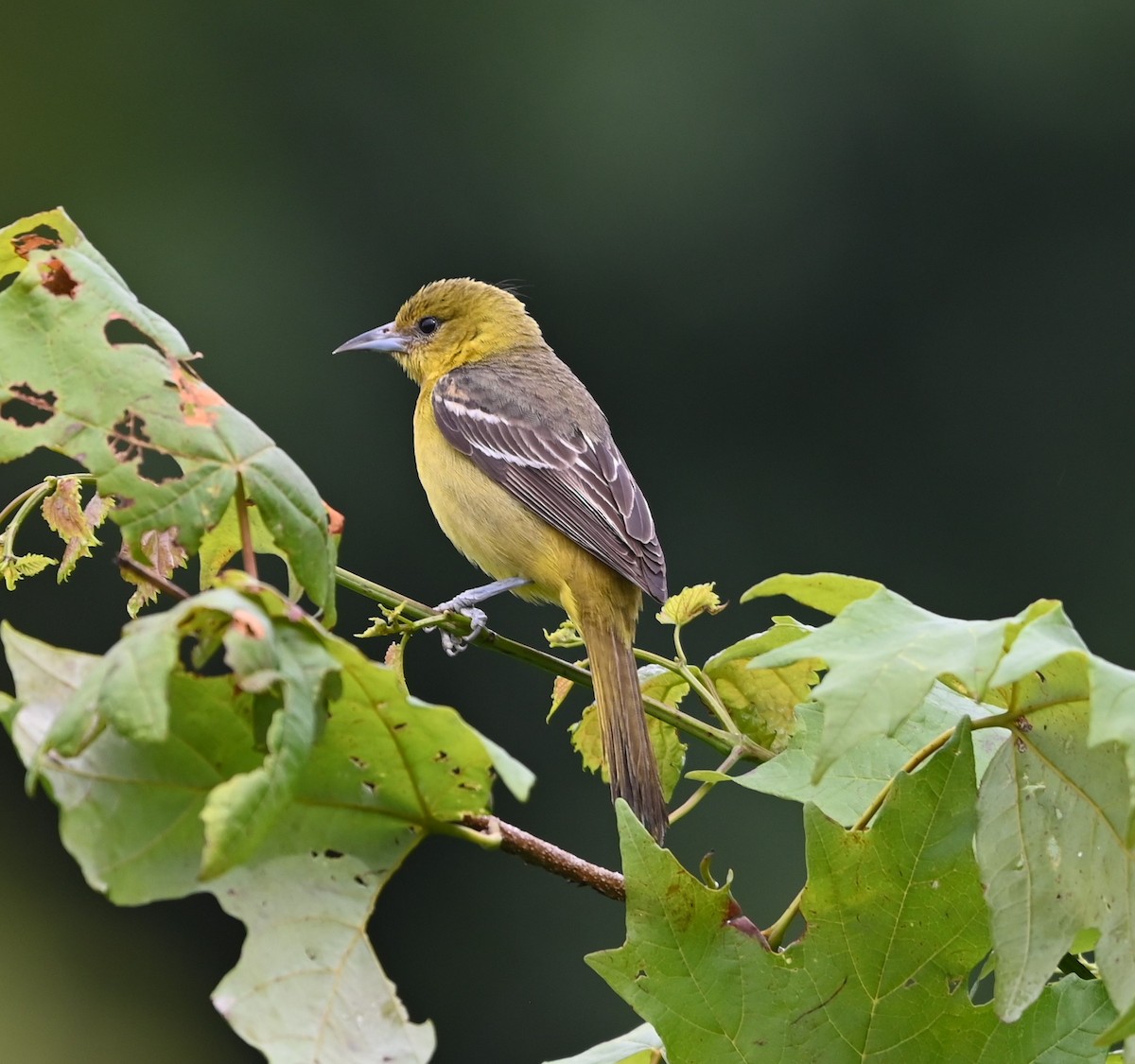 Orchard Oriole - ML621041668