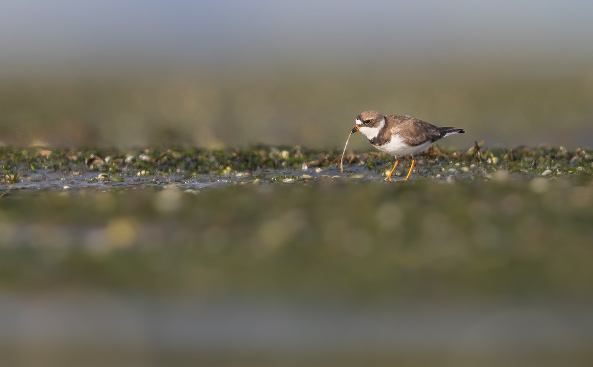 Semipalmated Plover - ML621041675