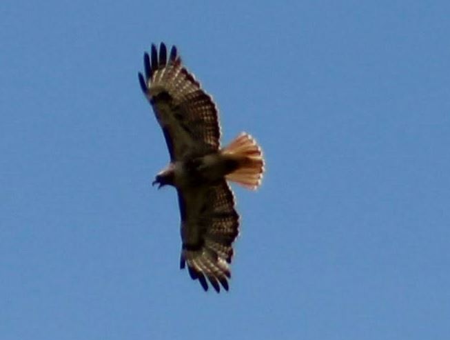 Red-tailed Hawk - ML621041679