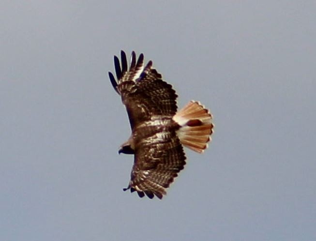 Red-tailed Hawk - ML621041680
