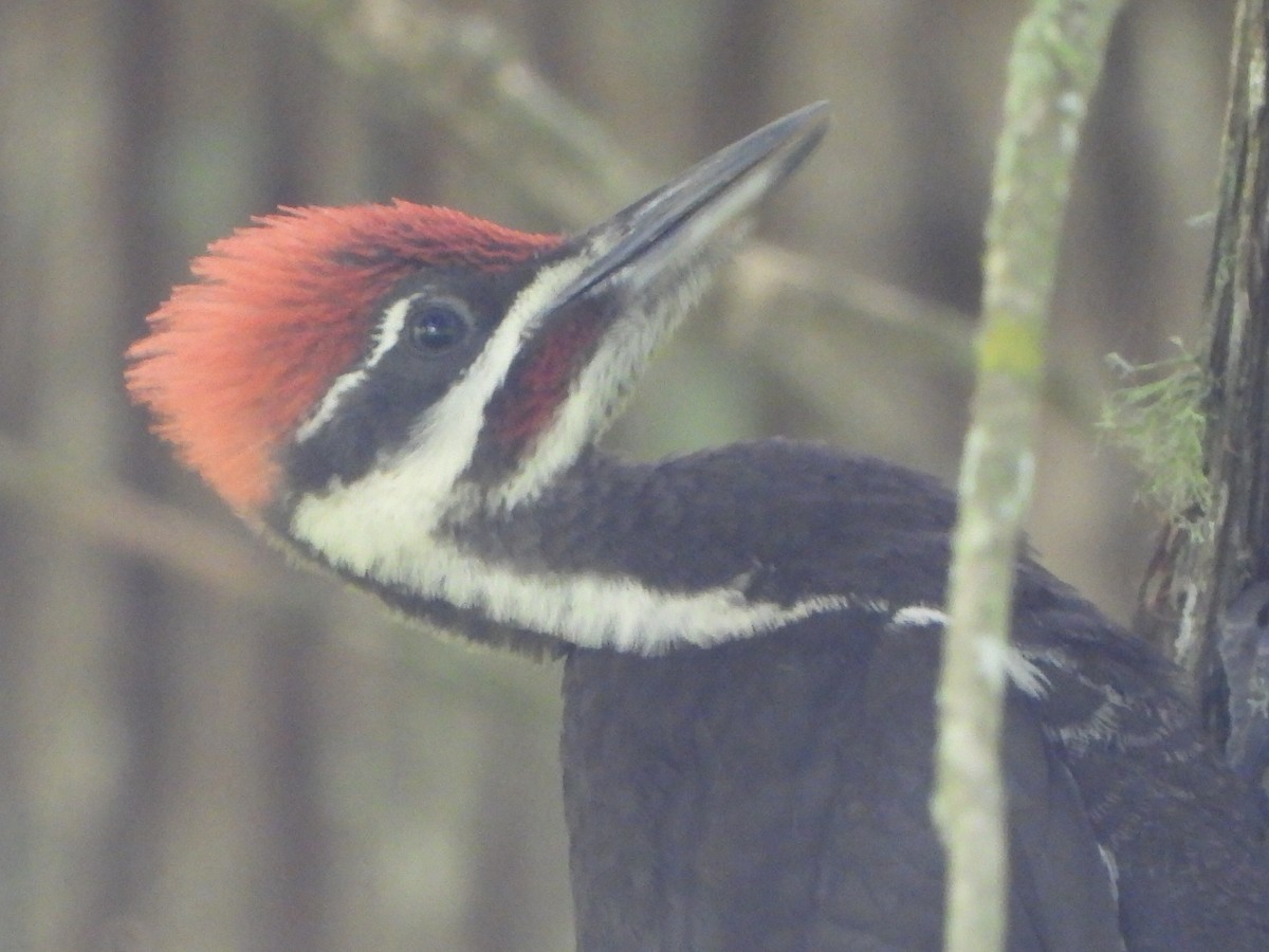 Pileated Woodpecker - ML621041697