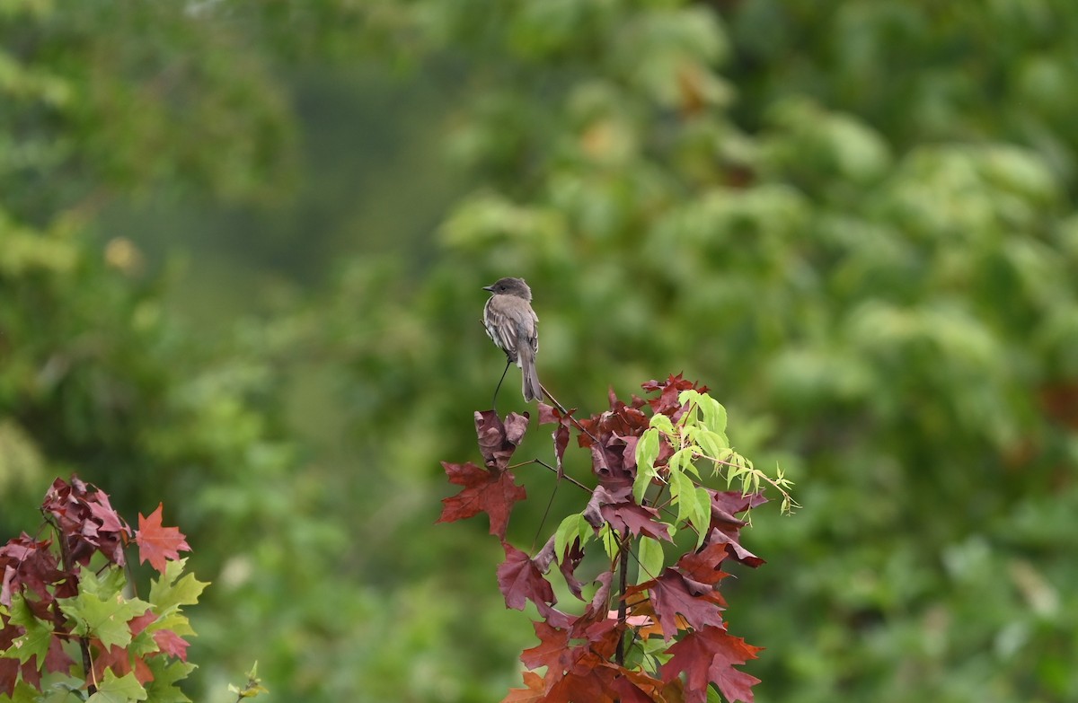 Eastern Phoebe - ML621041705