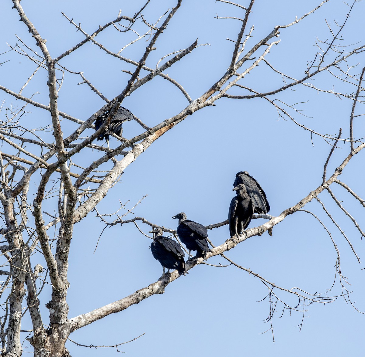 Black Vulture - ML621041779