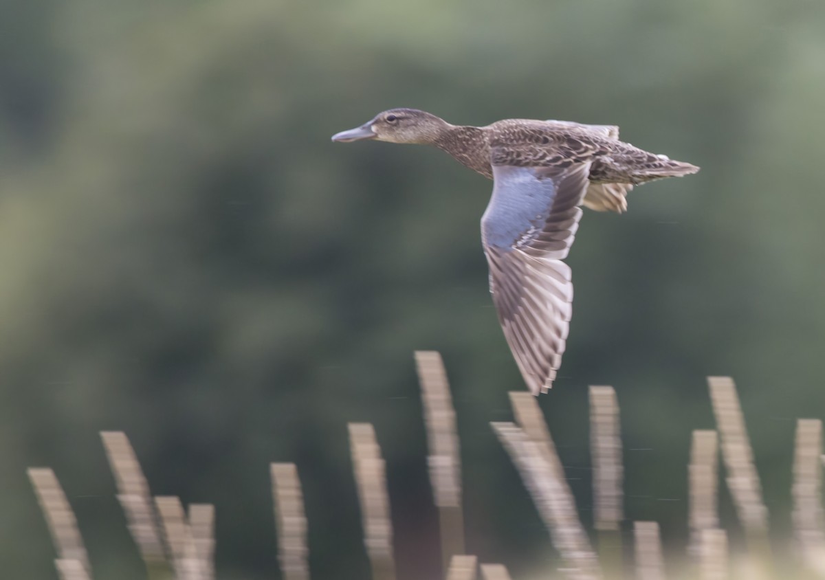 Blue-winged Teal - ML621041837