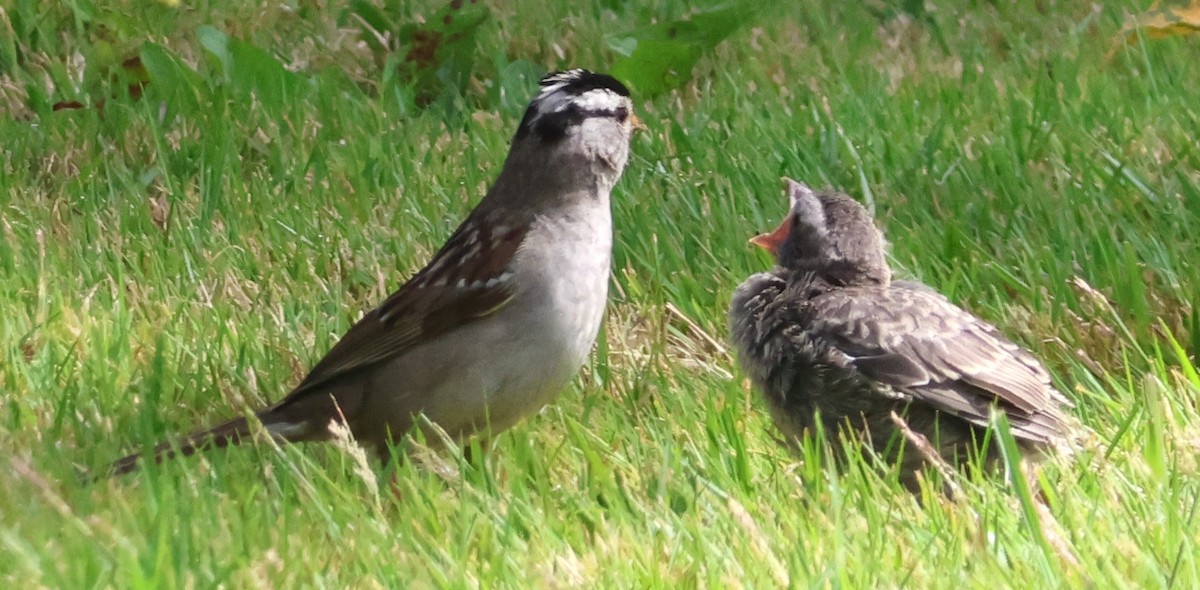 White-crowned Sparrow - ML621041852