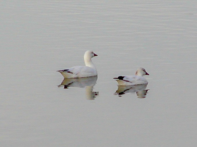 Ross's Goose - ML621041860