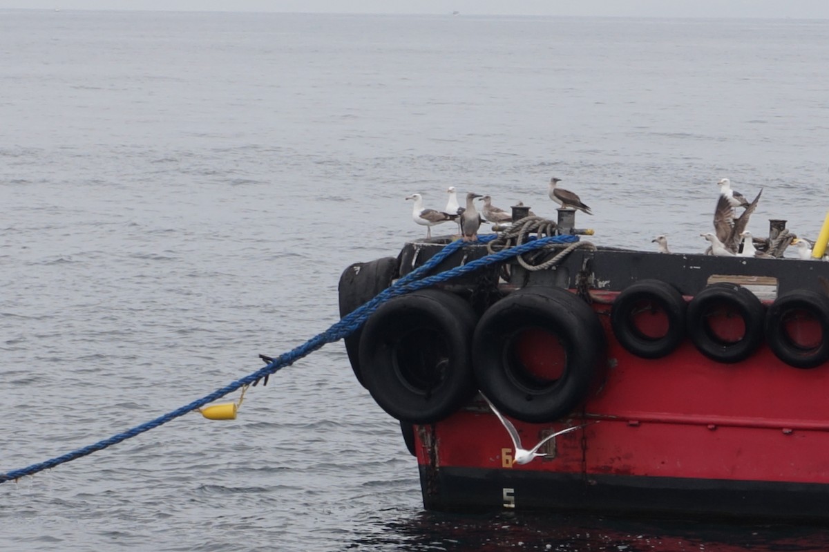 Red-footed Booby - ML621041900