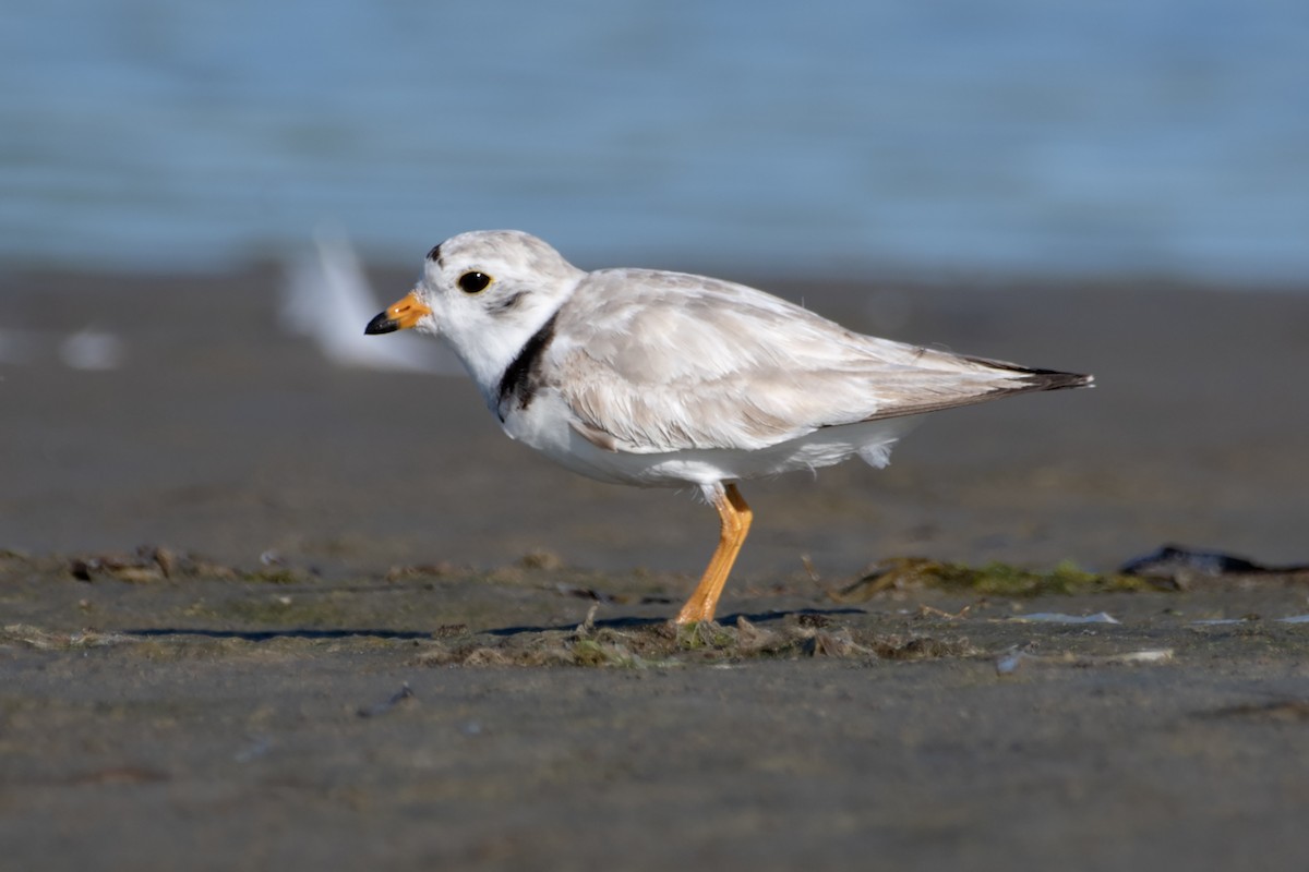 Piping Plover - ML621041901