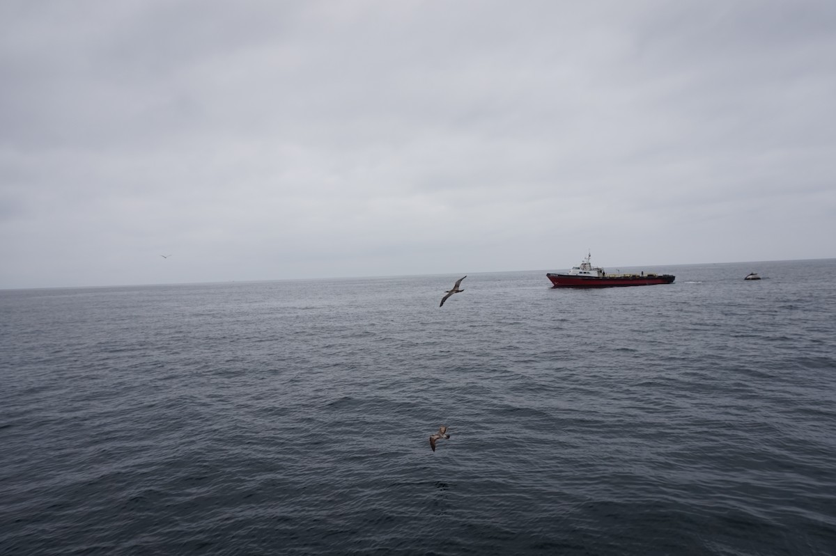 Red-footed Booby - ML621041902