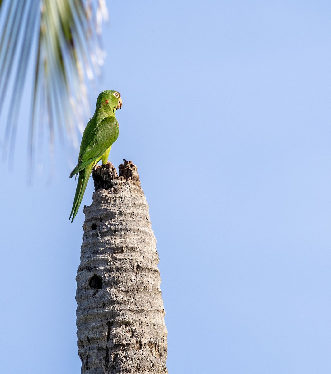 Crimson-fronted Parakeet - ML621041915