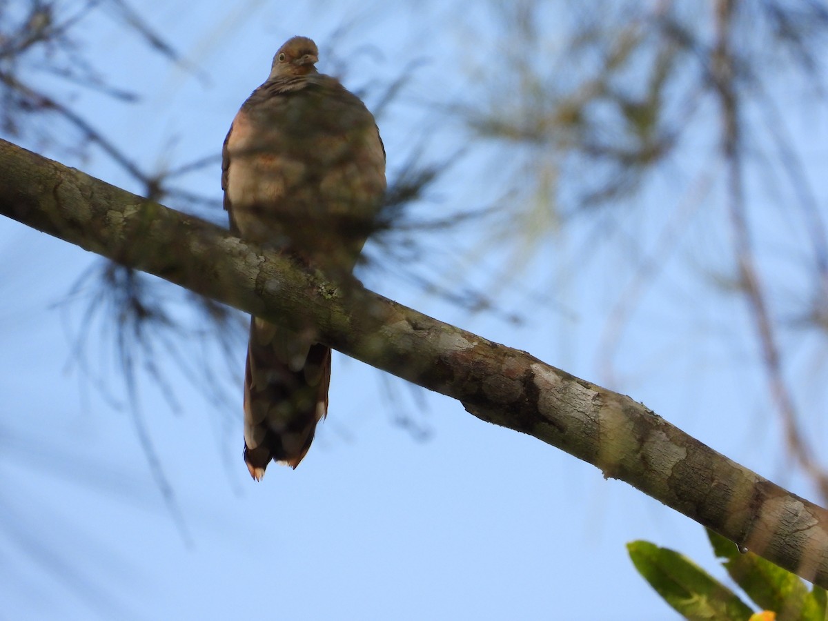 Brown Cuckoo-Dove - ML621041917