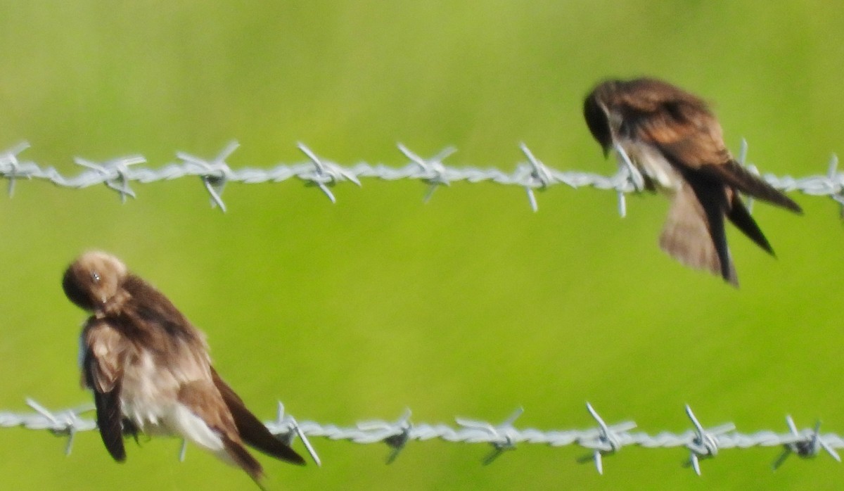Northern Rough-winged Swallow - ML621041918