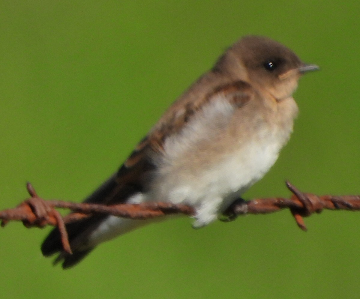 Northern Rough-winged Swallow - ML621041919
