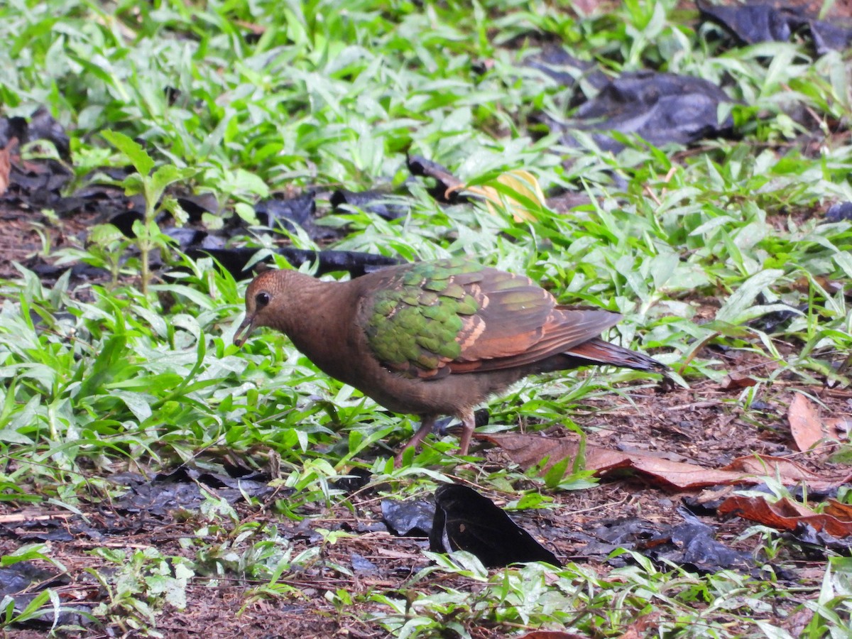 holub hnědohlavý - ML621041938