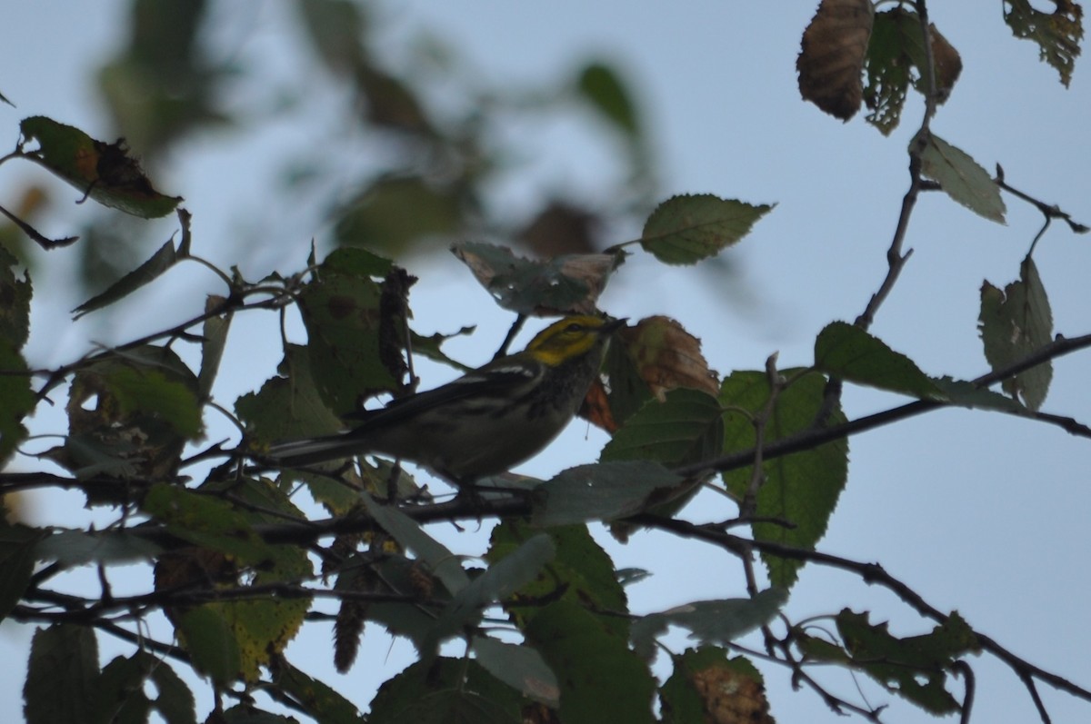 Black-throated Green Warbler - ML621041944