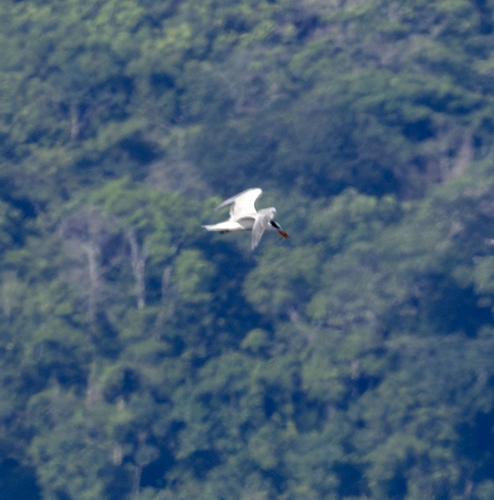 Royal Tern - ML621041972