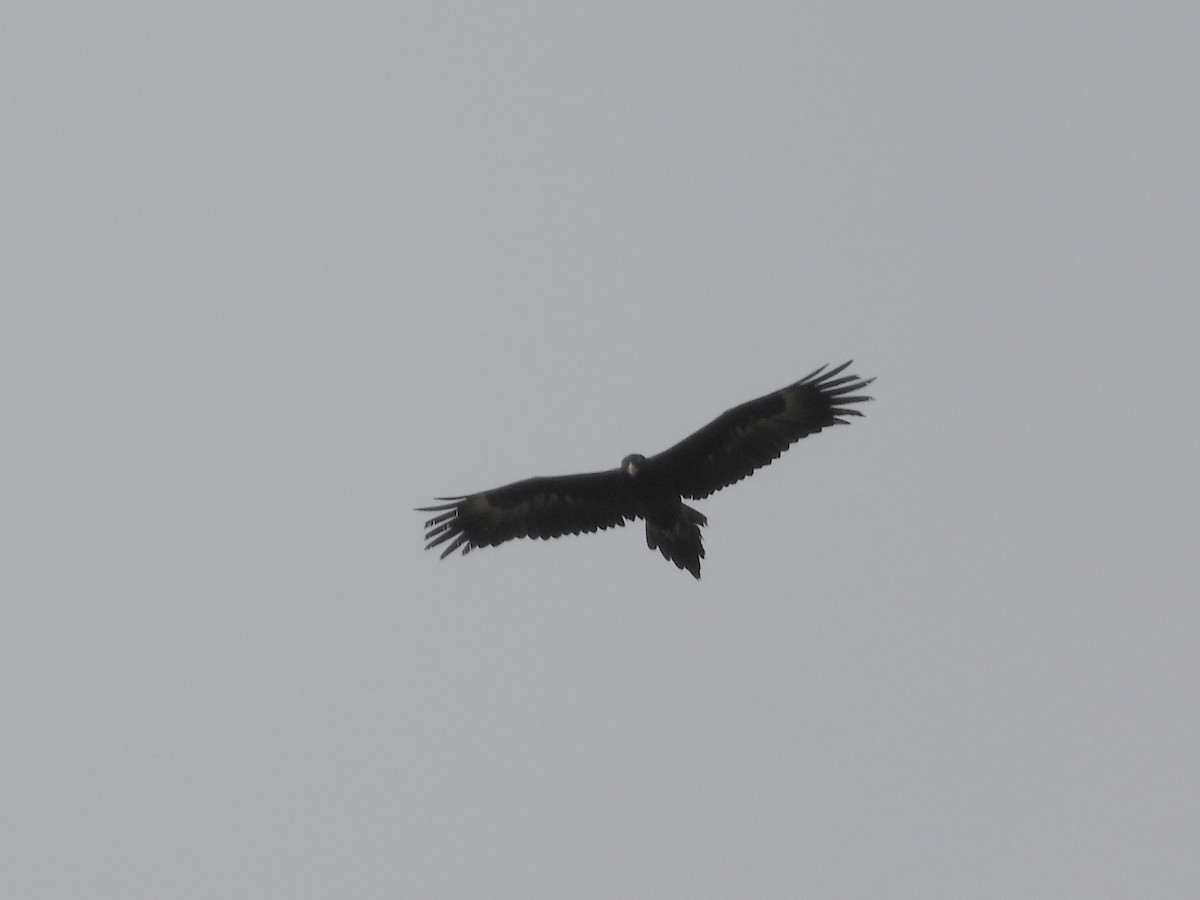 Wedge-tailed Eagle - ML621041999