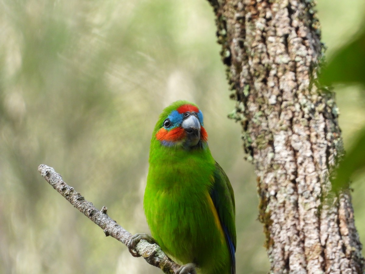 Double-eyed Fig-Parrot - ML621042010