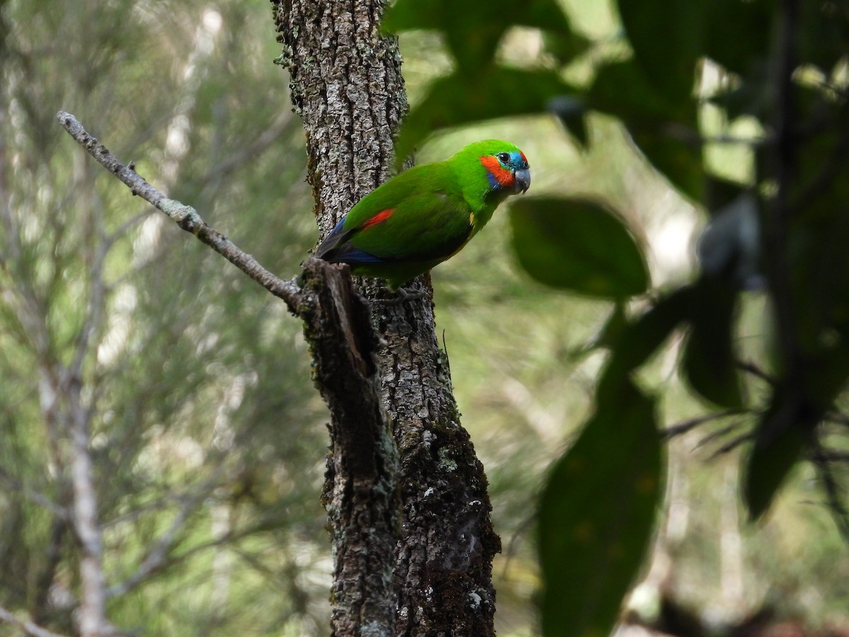 Double-eyed Fig-Parrot - ML621042013