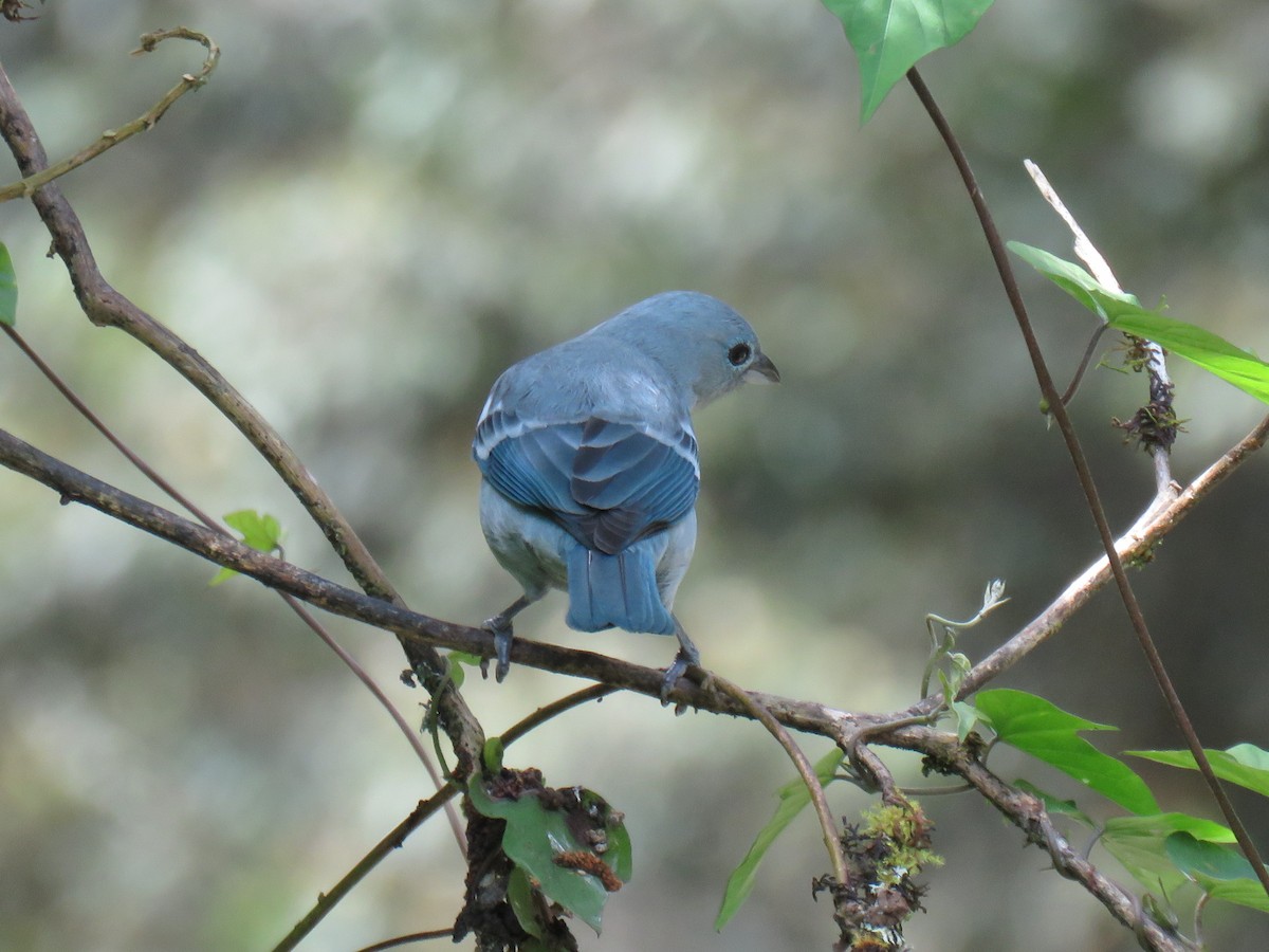 Blue-gray Tanager (White-edged) - ML621042045