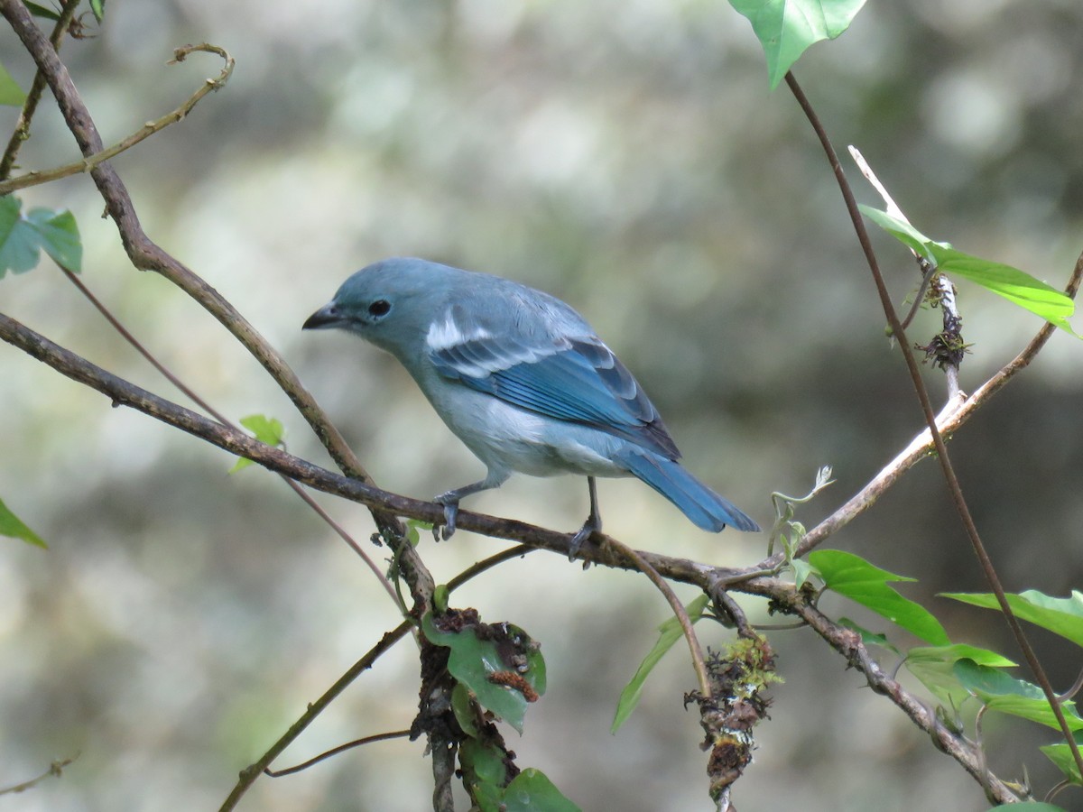 Blue-gray Tanager (White-edged) - Ron Batie