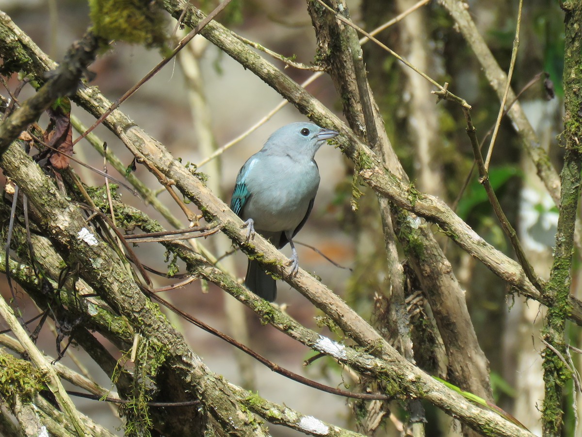 Blue-gray Tanager (White-edged) - Ron Batie