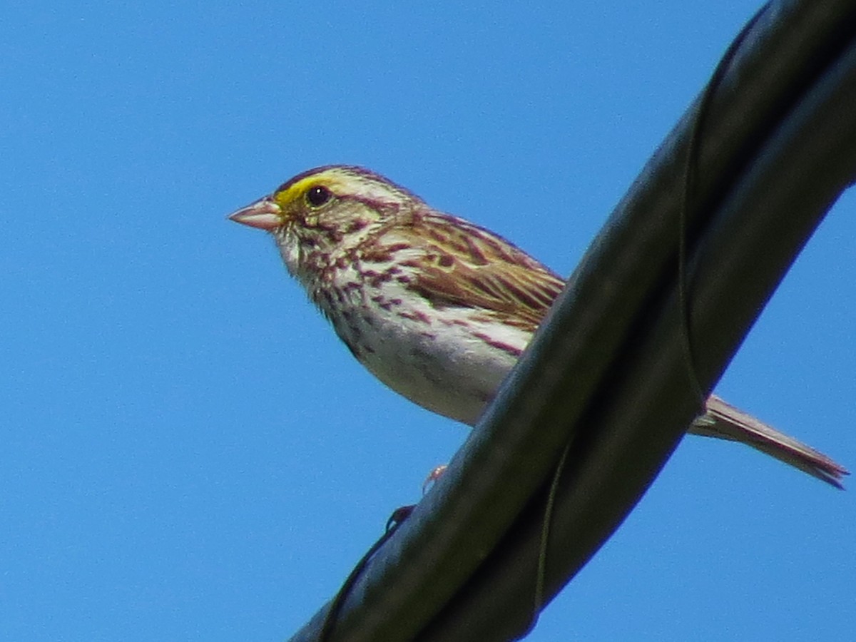 Savannah Sparrow - ML621042056