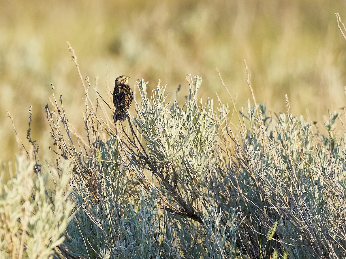 Vesper Sparrow - ML621042075