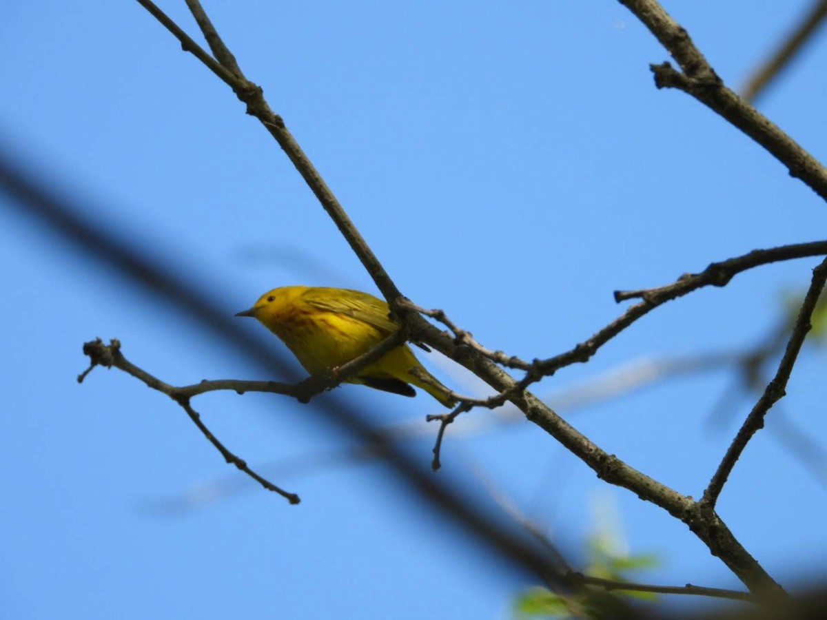 Yellow Warbler - ML621042079